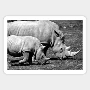 Southern White Rhino Rhinoceros Sticker